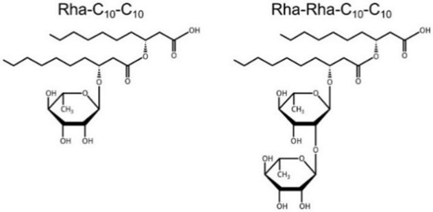 rhamnolipid structure